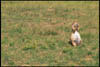 prarie_dogs_4