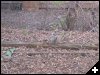 [squirrel5]