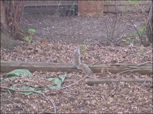 [squirrel6.jpg]