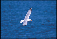 Seagull at Otter Cliffs