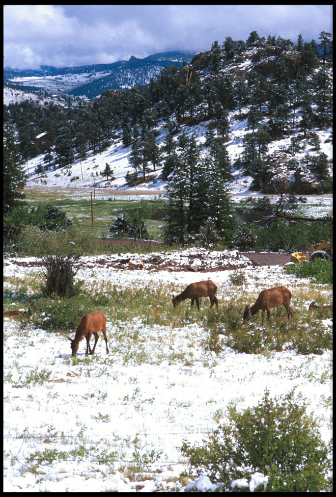 estes_park_elk_2