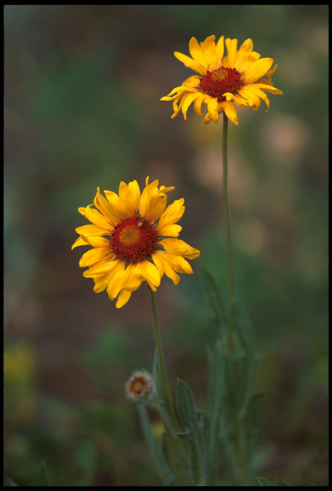 flower_rockies_3