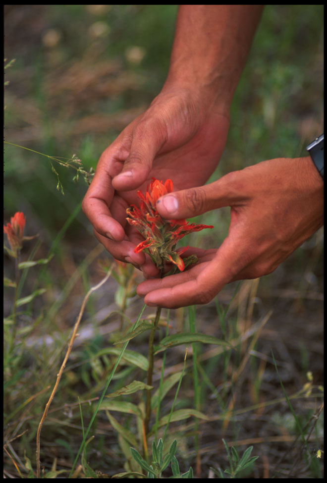 flower_rockies_4