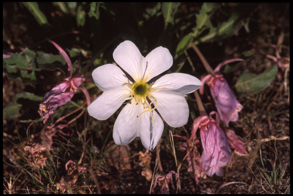 flower_vedauvoo