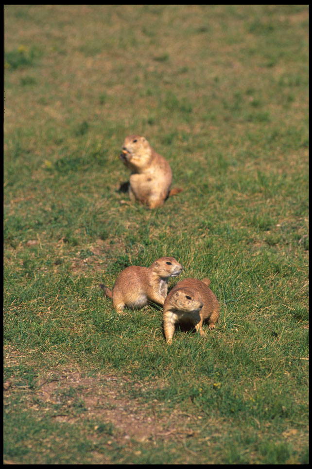 prarie_dogs_1