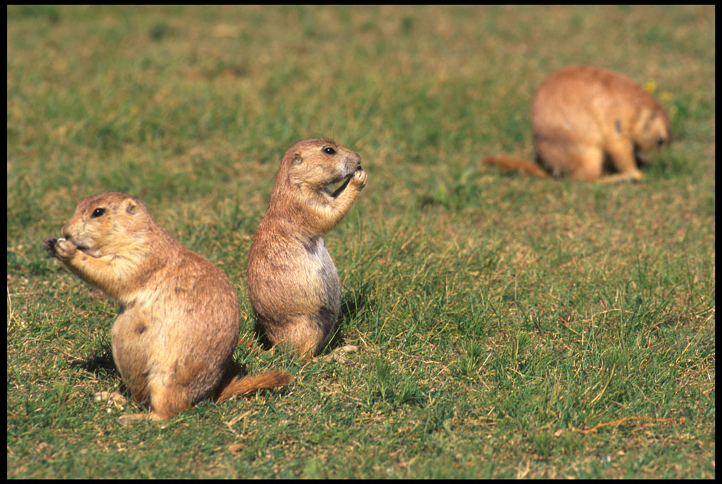 prarie_dogs_3