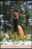 estes_park_elk_1