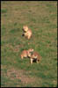 prarie_dogs_1