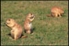 prarie_dogs_3